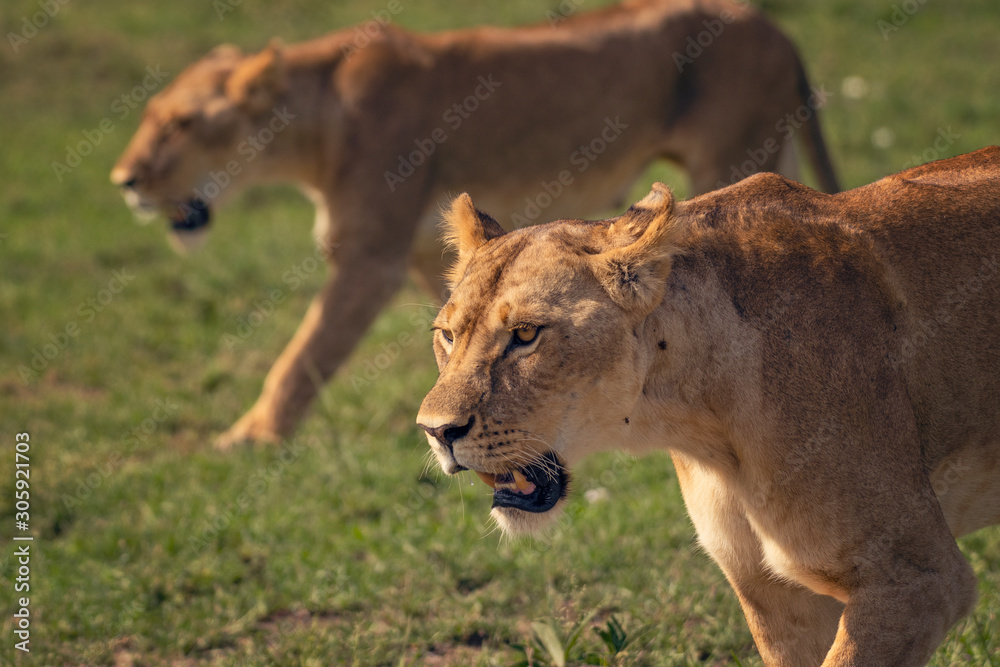 Fototapeta premium Lioness walking in Masai Mara