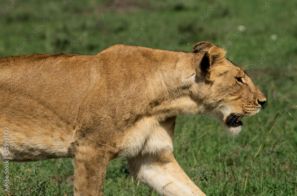 Fototapeta premium Lioness walking in Masai Mara