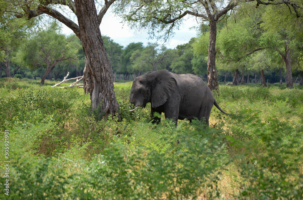 Fototapeta premium Elefant im Nationalpark