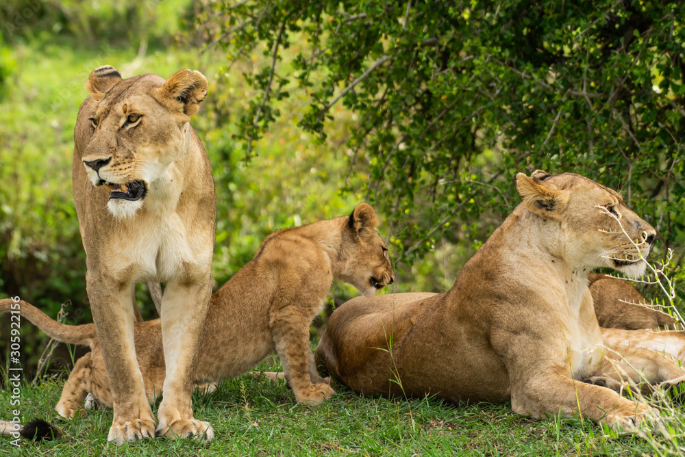 Fototapeta premium A lion family with cubs in Masai Mara
