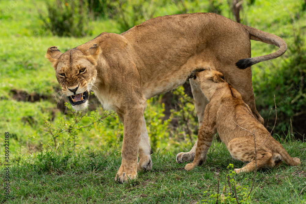 Obraz premium Lion cubs feeding from their mother in Masai Mara