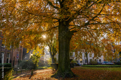 The sun shines through a beautiful tree with yellow-colored leaves on a square in the city.