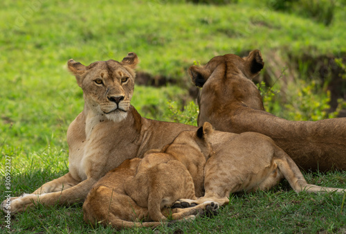 Lion cubs feeding from their mother in Masai Mara