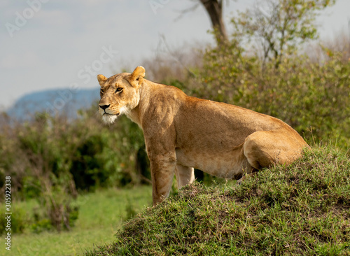 Lioness sitting in Masai Mara