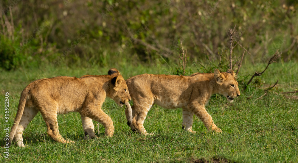 Lion cubs playing and grooming in Masai Mara Lion cubs playing and grooming in Masai Mara