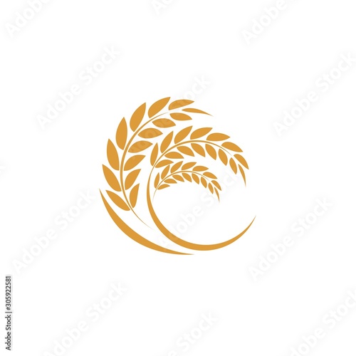 Agriculture wheat Logo Template vector icon