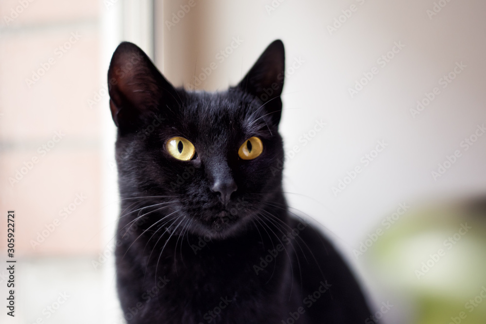 Black shorthair cat looking in window in veterinary clinic. Cat looking for home. Homeless black cat with yellow eyes after sterilization and without fleas and helminths