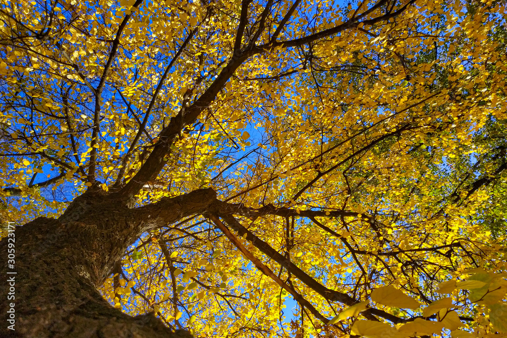 Colorful yellow foliage with shallow depth of field in a public park in autumn. Blured background. Day time. The rays of the sun through the leaves. Colorful yellow foliage with shallow depth of field in a public park in autumn. Blured background. Day time. The rays of the sun through the leaves.