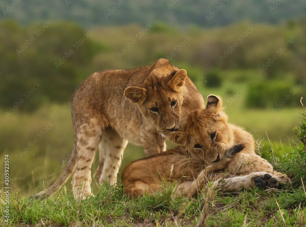 Lion cubs playing and grooming in Masai Mara Lion cubs playing and grooming in Masai Mara