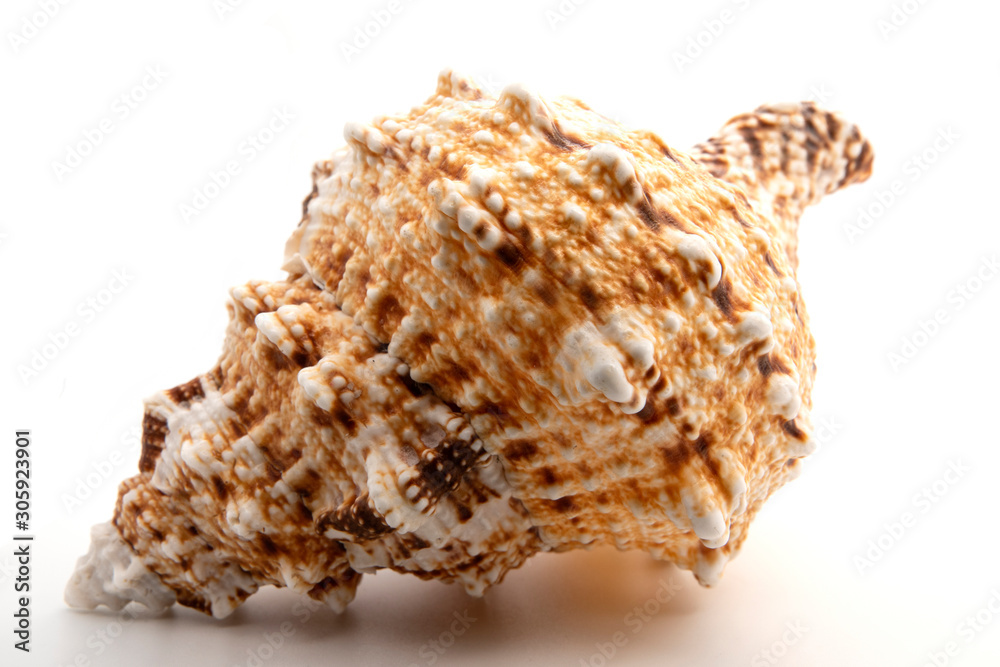 sea shell isolated on white background sea shell isolated on white background