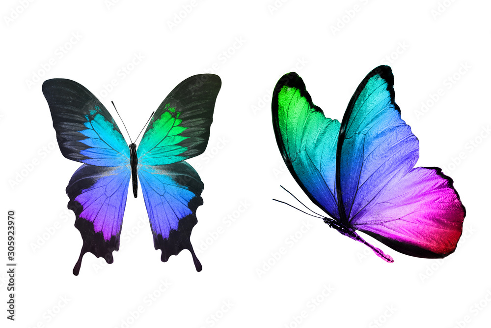 Fototapeta tropikalny motyl z kolorowaniem gradientu na białym tle na białym tle
