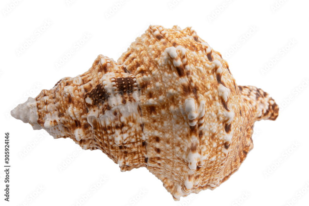 seashell from the Mediterranean sea isolated on white background seashell from the Mediterranean sea isolated on white background