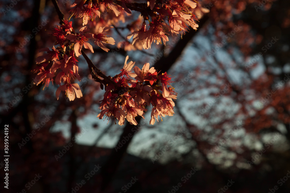 Autumn Red leaves on a tree