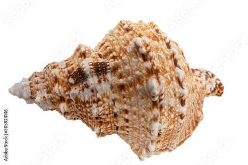 seashell from the Mediterranean sea isolated on white background