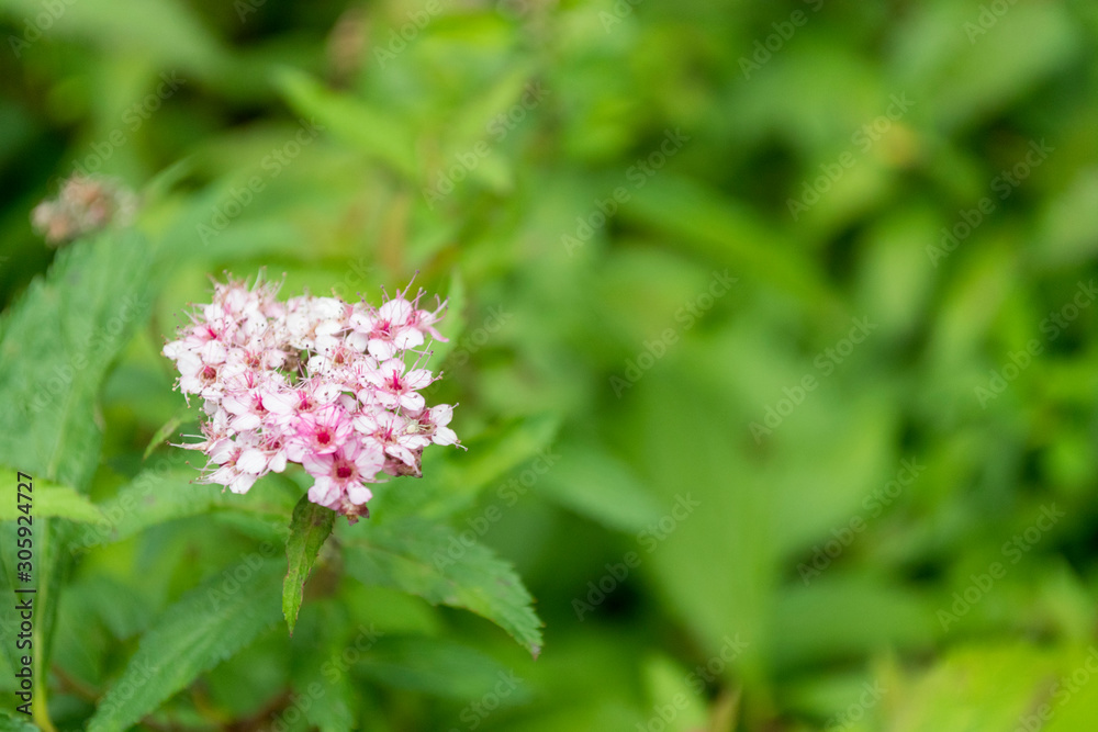 White with pink flowers on green background of leaves White with pink flowers on green background of leaves