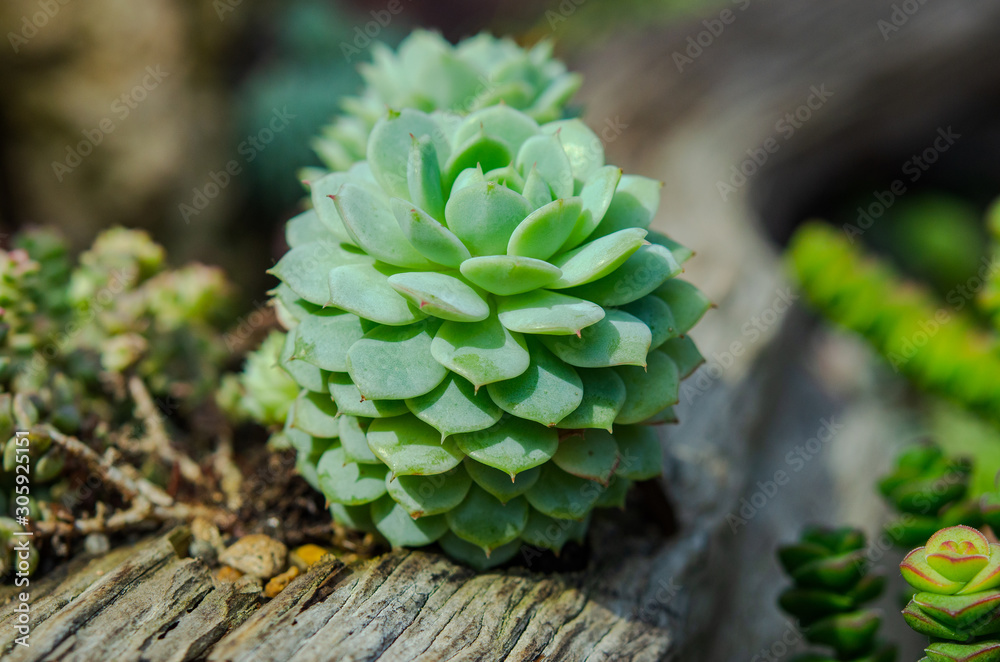 cactus flowers macro cactus flowers macro