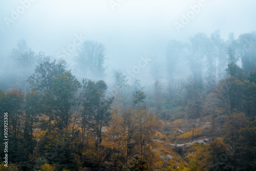 Dreamy landscape of a foggy forest