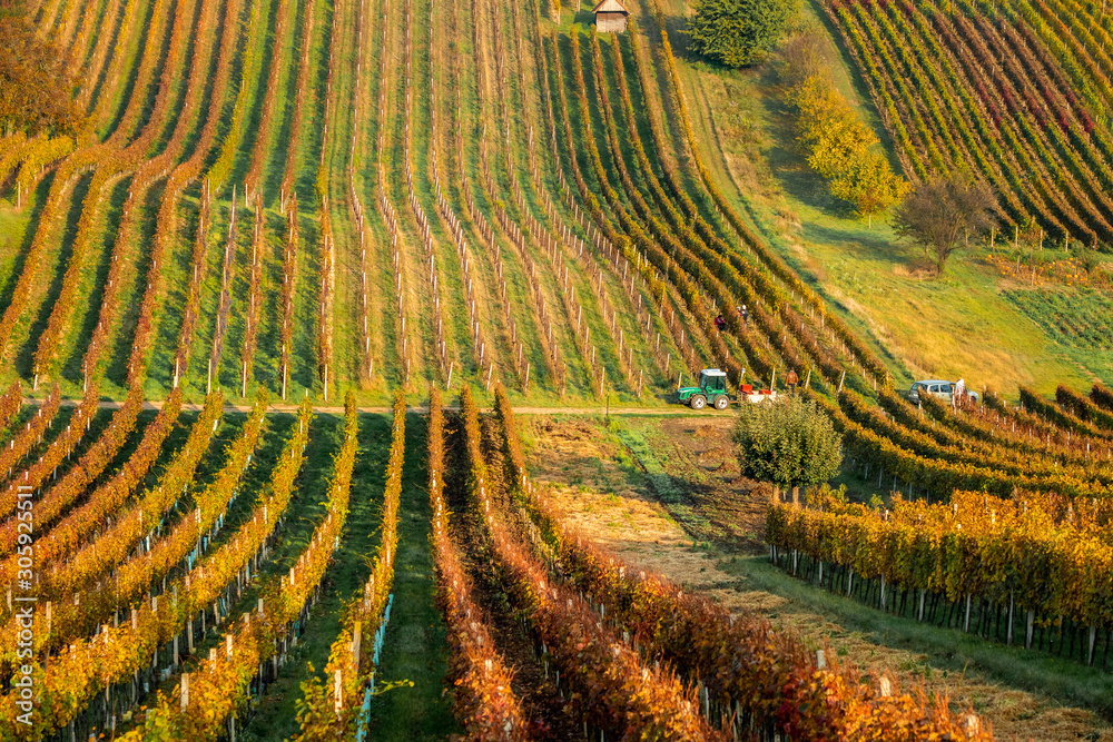 Fototapeta premium Autumn in Moravian vineyards near Velke Bilovice in Czech Republic