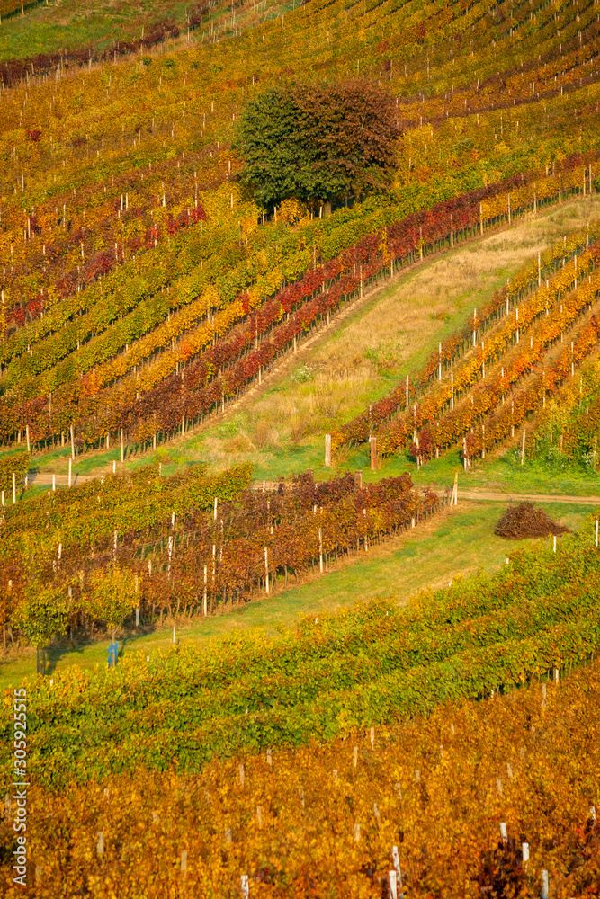 Autumn in Moravian vineyards near Velke Bilovice in Czech Republic
