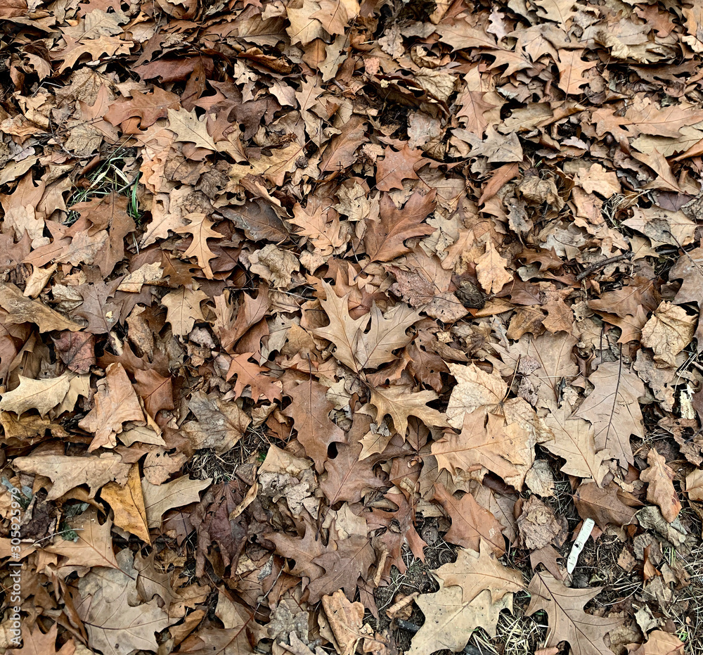 fallen brown dry autumn oak leaves on the ground fallen brown dry autumn oak leaves on the ground