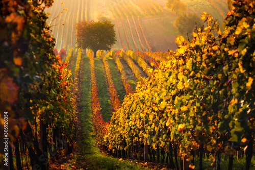 Autumn in Moravian vineyards near Velke Bilovice in Czech Republic