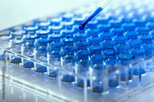 Researcher pipetting samples of liquids in microplate for biomedical research / Scientist holding 96 well plate with samples for biological analysis photo