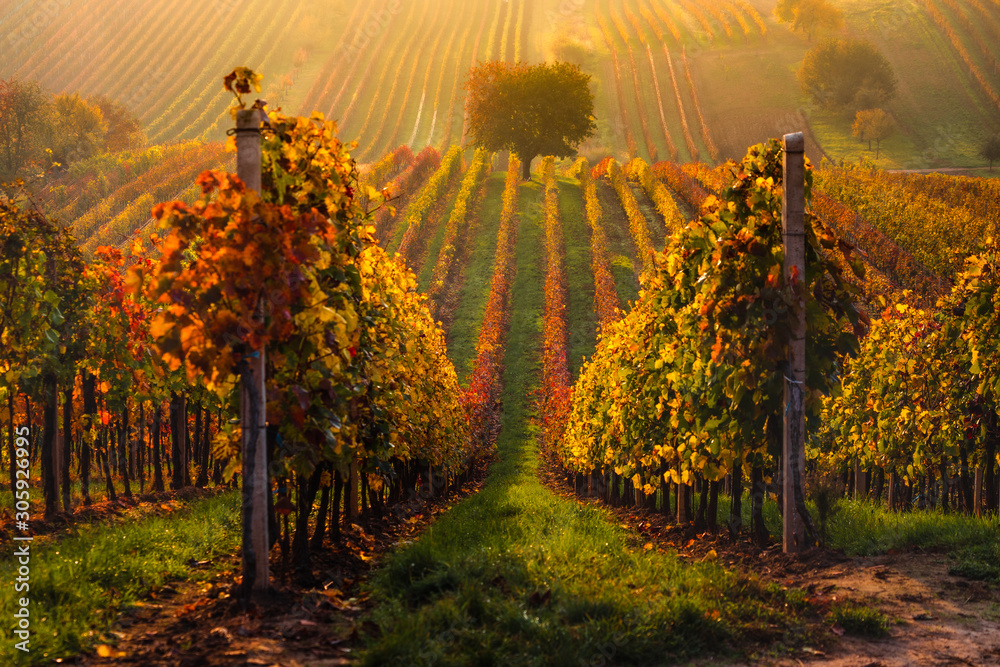 Autumn in Moravian vineyards near Velke Bilovice in Czech Republic