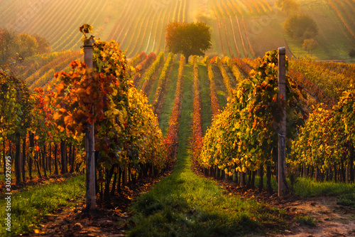 Autumn in Moravian vineyards near Velke Bilovice in Czech Republic photo