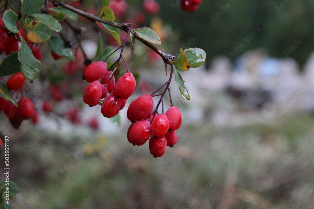 red berries on branch red berries on branch