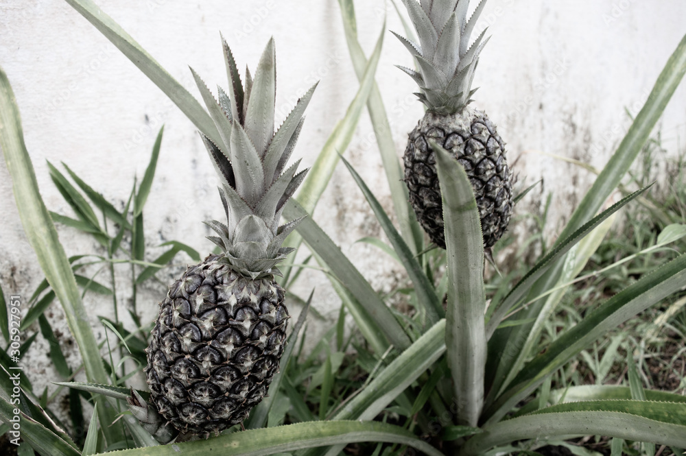 Small Pineapples Growing in a Flower Bed Small Pineapples Growing in a Flower Bed