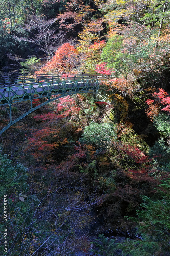通天橋の紅葉 愛媛県 面河渓 Stock Photo Adobe Stock