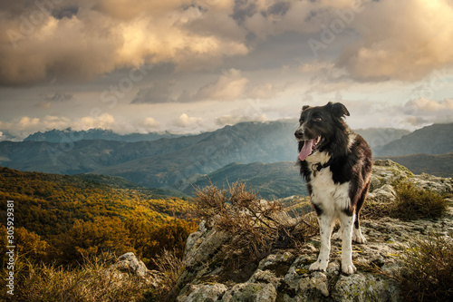Border Collie dog in mountains of Corsica photo