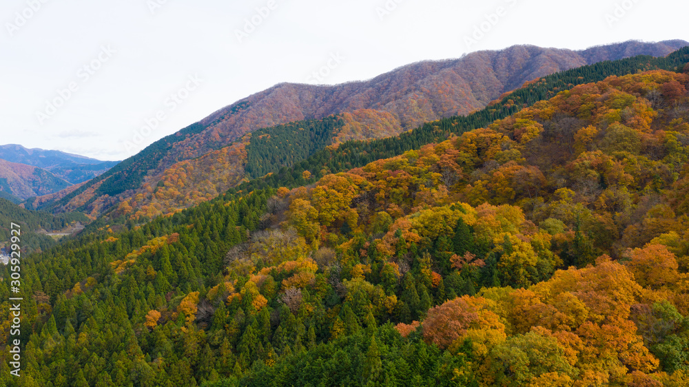 岐阜県 揖斐高原 紅葉 ドローン空撮