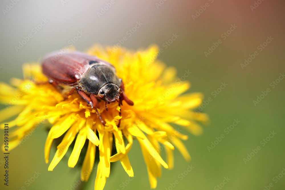 cockchafer bug sitting on a yellow dandelion cockchafer bug sitting on a yellow dandelion