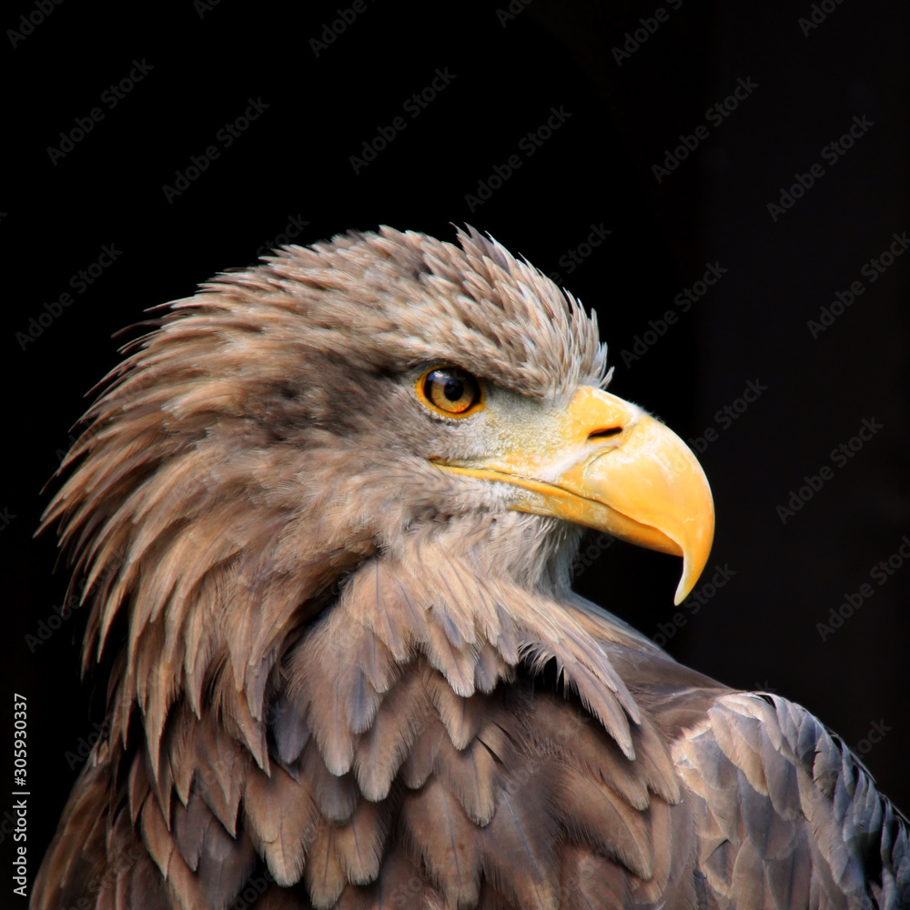 Fototapeta premium Closeup proud eagle head with yellow eyes and feathers on black background