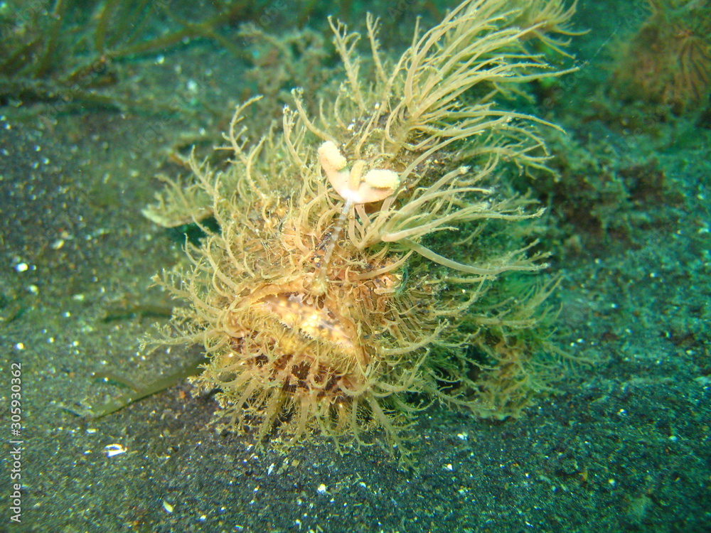 Anglerfisch