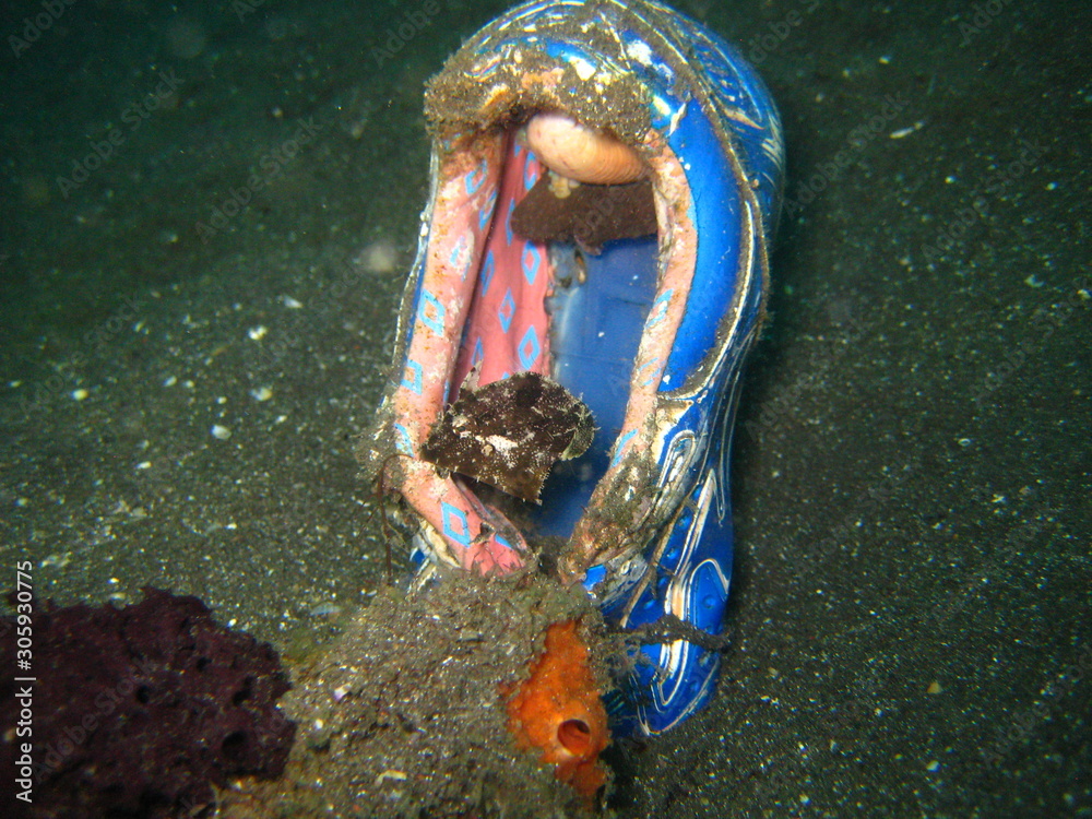 Feilenfisch im Turnschuh
