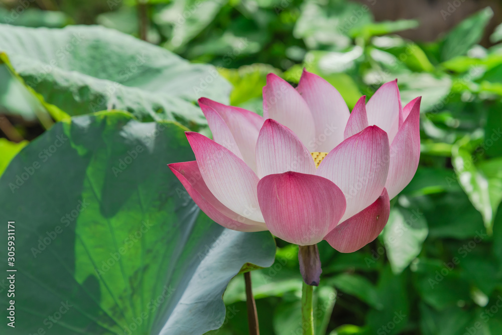 Full blossom Vietnamese pink lotus flower with large green leaf