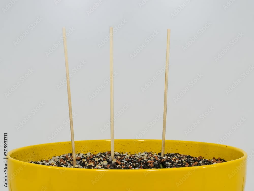 time lapse growing of pea plant