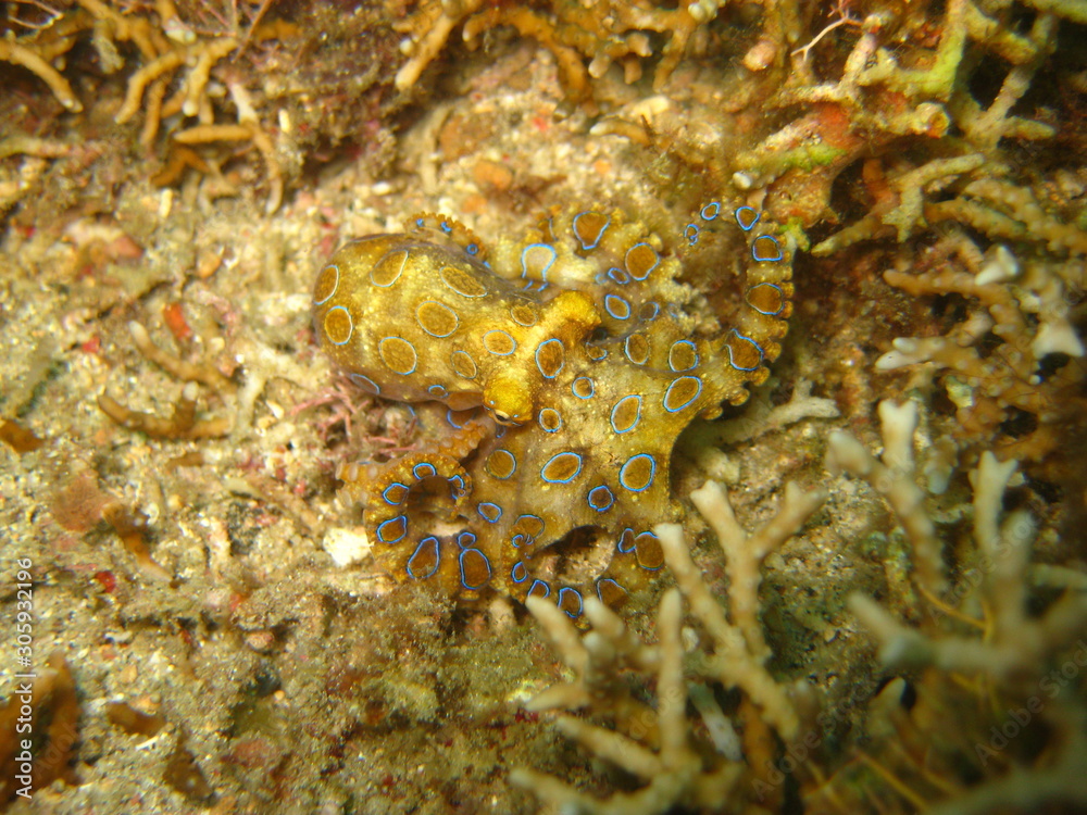 Blauring-Oktopus