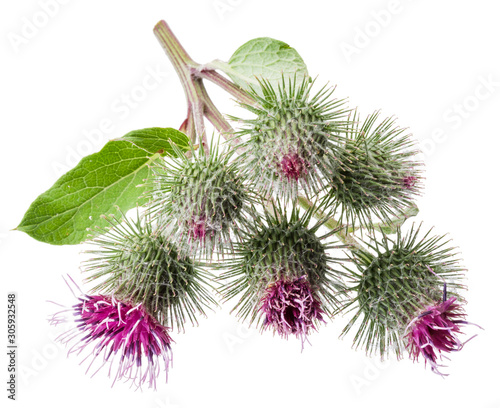 Canvas Print Prickly heads of burdock flowers isolated on white background.