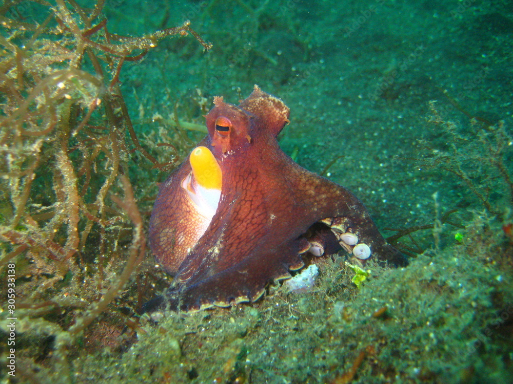 Coconut-Octopus