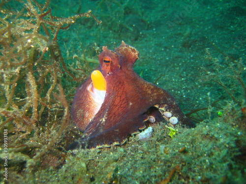 Obraz na płótnie Coconut-Octopus w salonie