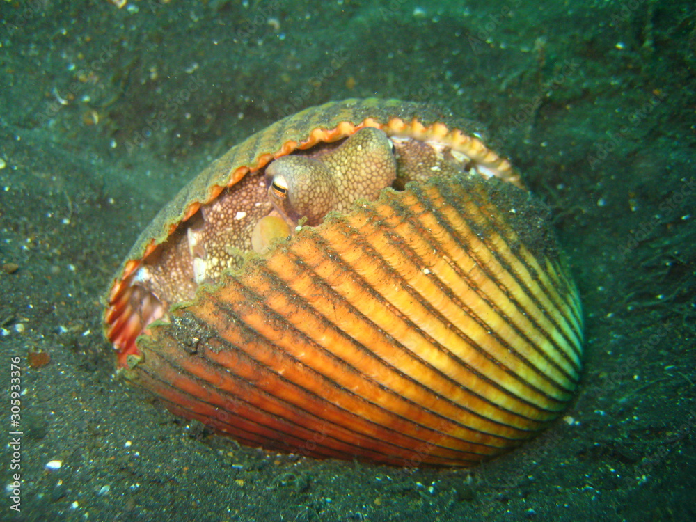 Coconut-Octopus