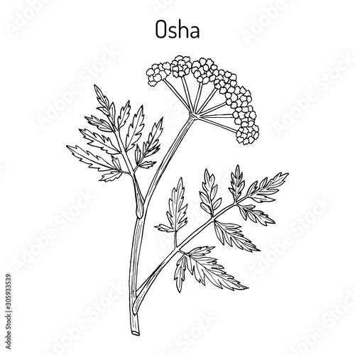 Osha Ligusticum porteri , medicinal plant