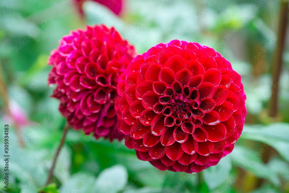 Dahlia Dahlia