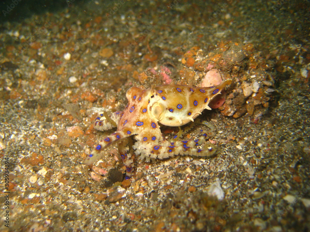 Blauring-Oktopus