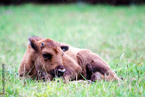 Wild european bisons or wisent (Bison bonasus) in the forest reserve, Pszczyna Jankowice, Poland photo