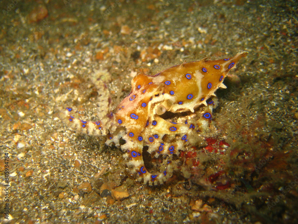 Blauring-Oktopus