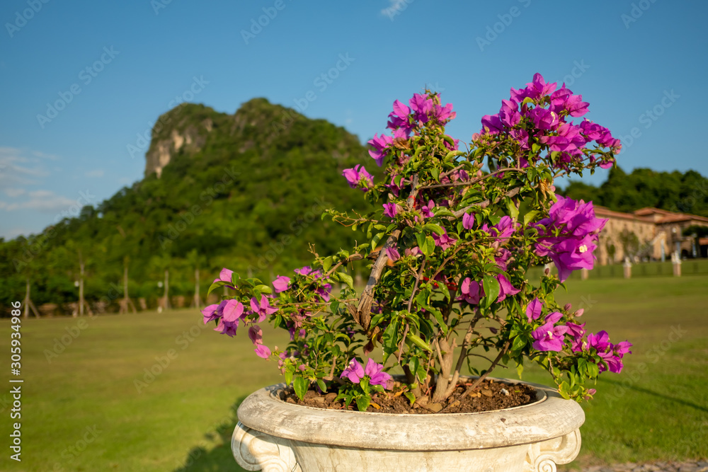 Closeup pink flowerpot and view of mountain
